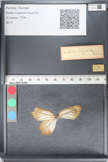 Media type: image;   Entomology 129985